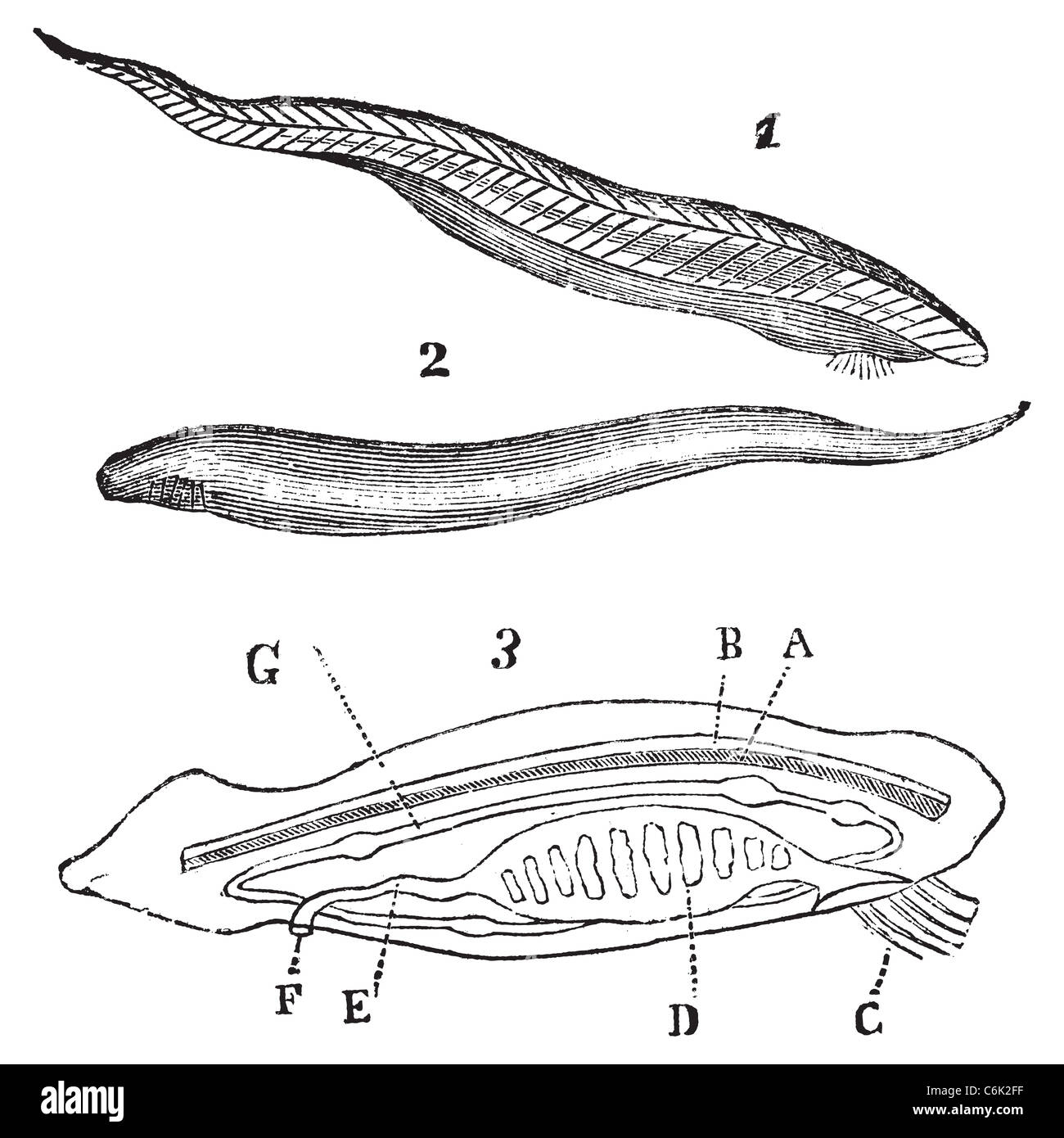 Lancelet ( amphioxus lanceolatus ) top, bottom and inside view vintage engraving. Information about vertabrate evolution. Stock Photo