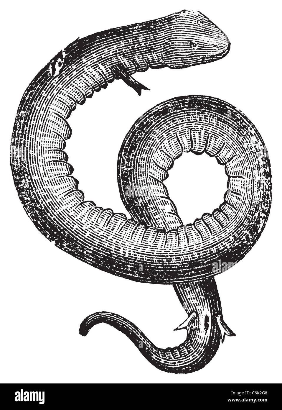 Amphiuma, conger eels or congo snake vintage engraving.. Old engraved illustration of an amphiuma or aquatic salamander. Stock Photo