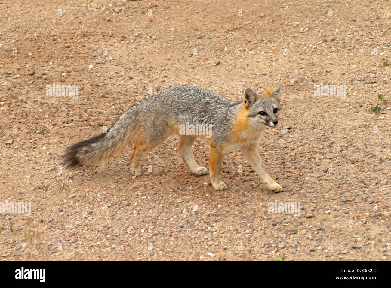 Adult Gray Fox or Grey Fox (Urocyon cinereoargenteus) Pike National Forest, Colorado US. Stock Photo