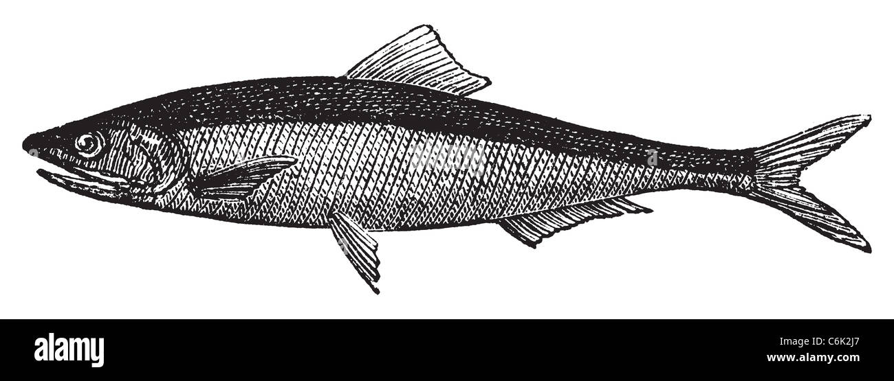European anchovy or engraulis encrasicholus old vintage engraving. Anchovy fish engraved illustration in vector. Stock Photo