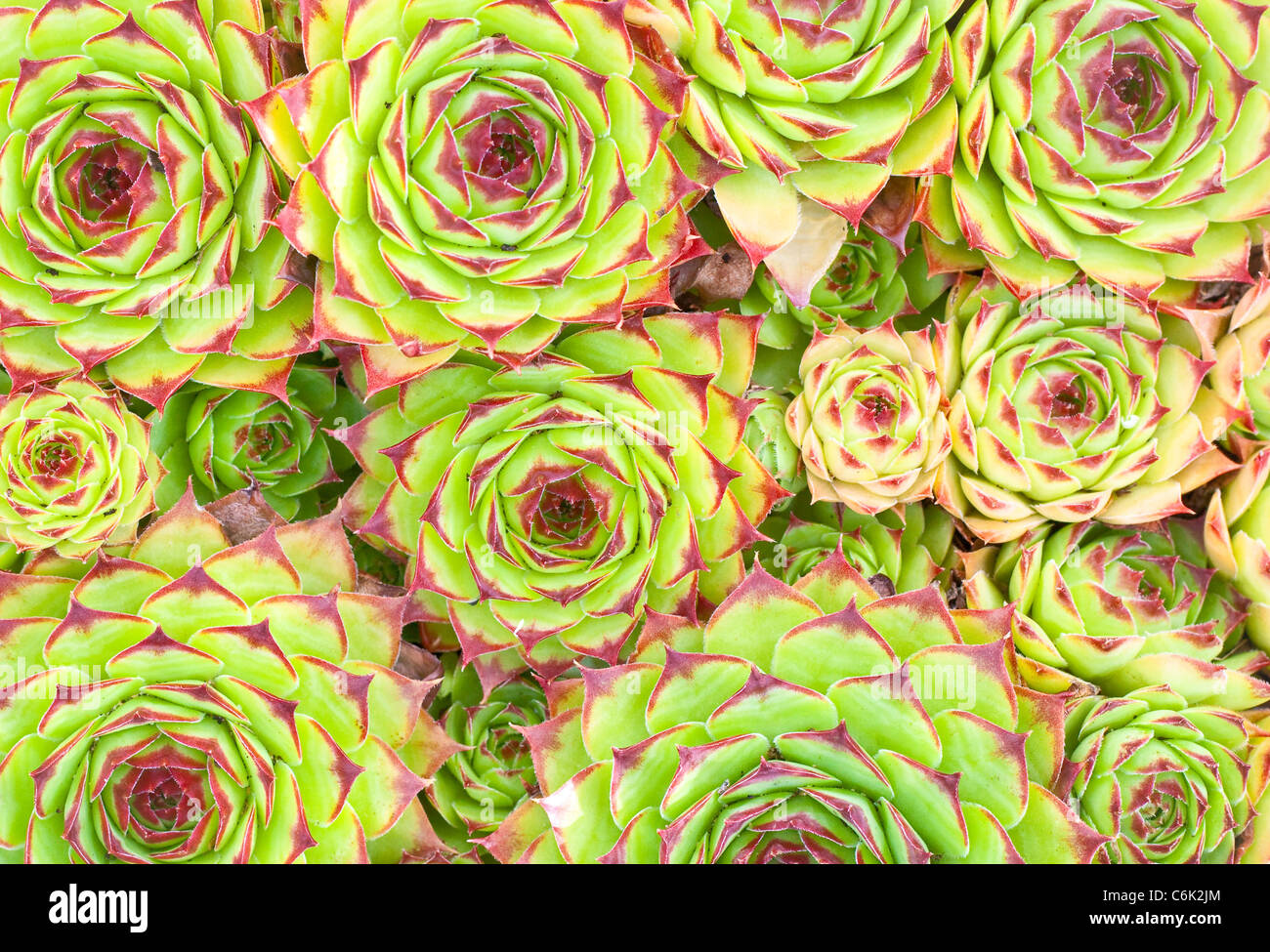 Lovely detailed background of aloe plants of various sizes Stock Photo