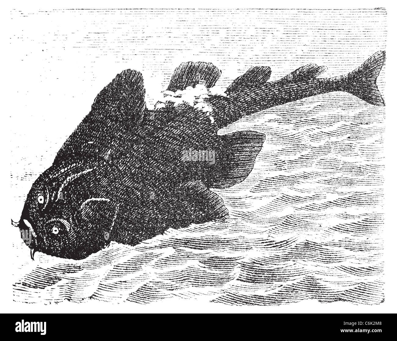 Squatina angelus or Angel shark old engraving. Angelshark engraved illustration Stock Photo