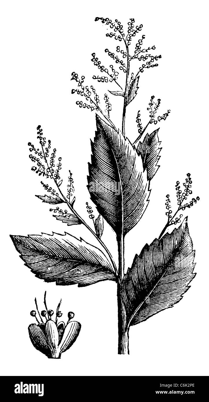 Chenopodium anthelminticum or Wormseed Goosefoot vermifuge plant and flower vintage engraving. Stock Photo