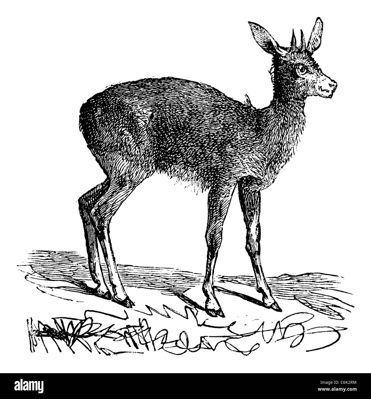 Klipspringer or mvundla, Oreotragus Saltatrix or Oreotragus oreotragus vintage engraving. Stock Photo