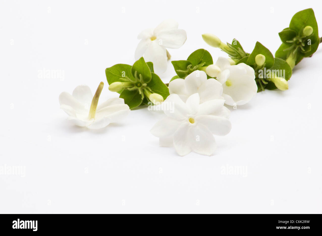 Jasmine flower on white background Stock Photo - Alamy