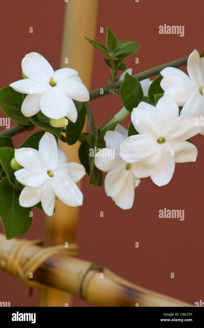 Downy jasmine hires stock photography and images Alamy