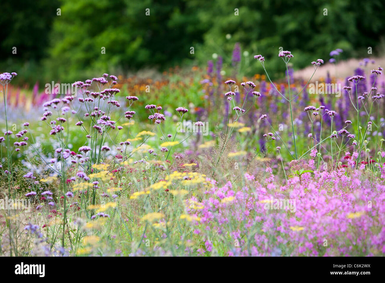 The Millenium Garden at Pensthorpe nature reserve, Norfolk, UK, was designed by Piet Oudolf, Stock Photo