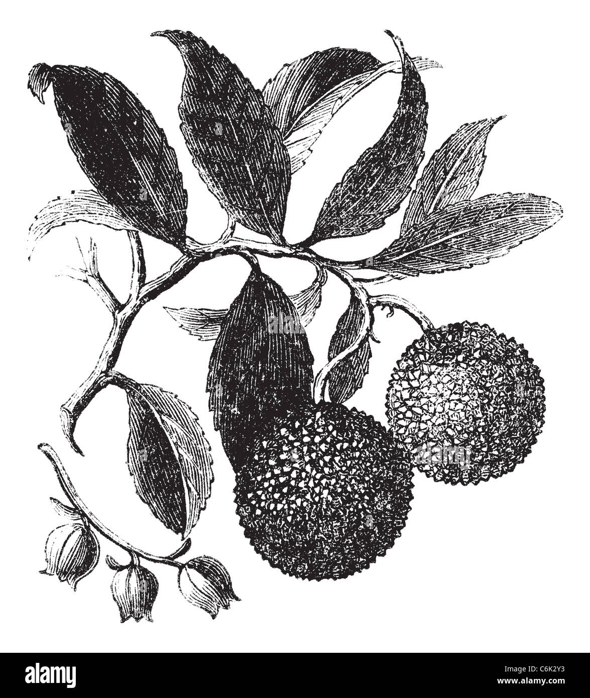 Strawberry Tree or Madrono or Arbutus unedo, vintage engraving. Old ...