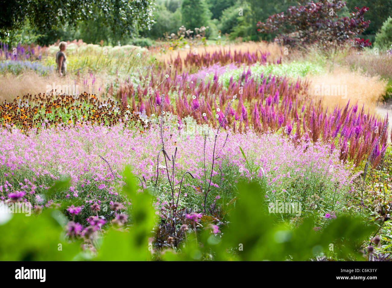The Millenium Garden at Pensthorpe nature reserve, Norfolk, UK, was designed by Piet Oudolf, Stock Photo