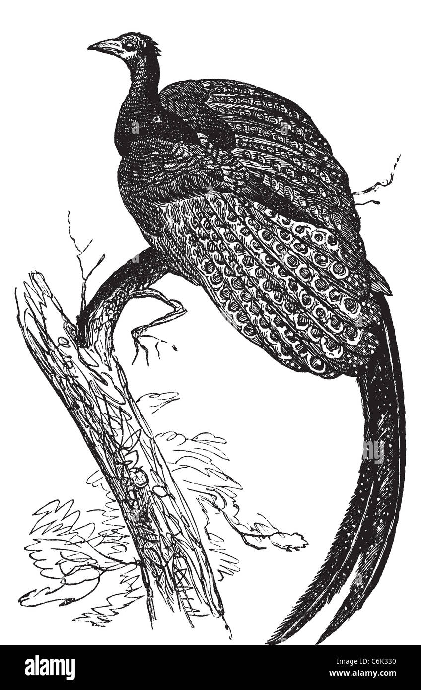 Argus giganteus, common specie of pheasant old engraving. Old engraved illustration, in vector, of a Great argus bird. Stock Photo