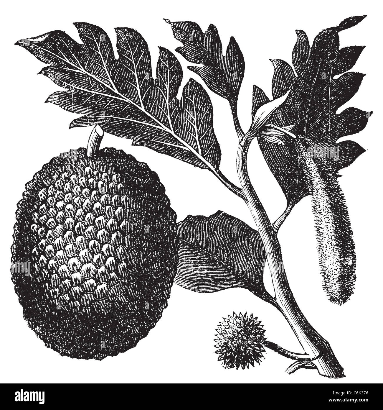 Breadfruit, Artocarpe. old engraving. Old engraved illustration of of