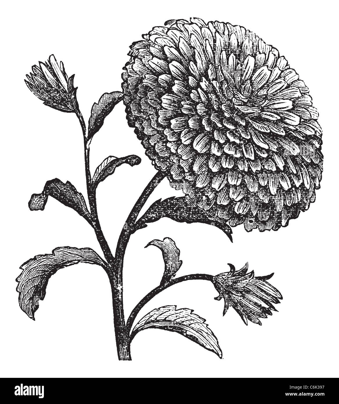 Double China Aster or Callistephus chinensis vintage engraving. Old engraved illustration of a China Aster. Stock Photo
