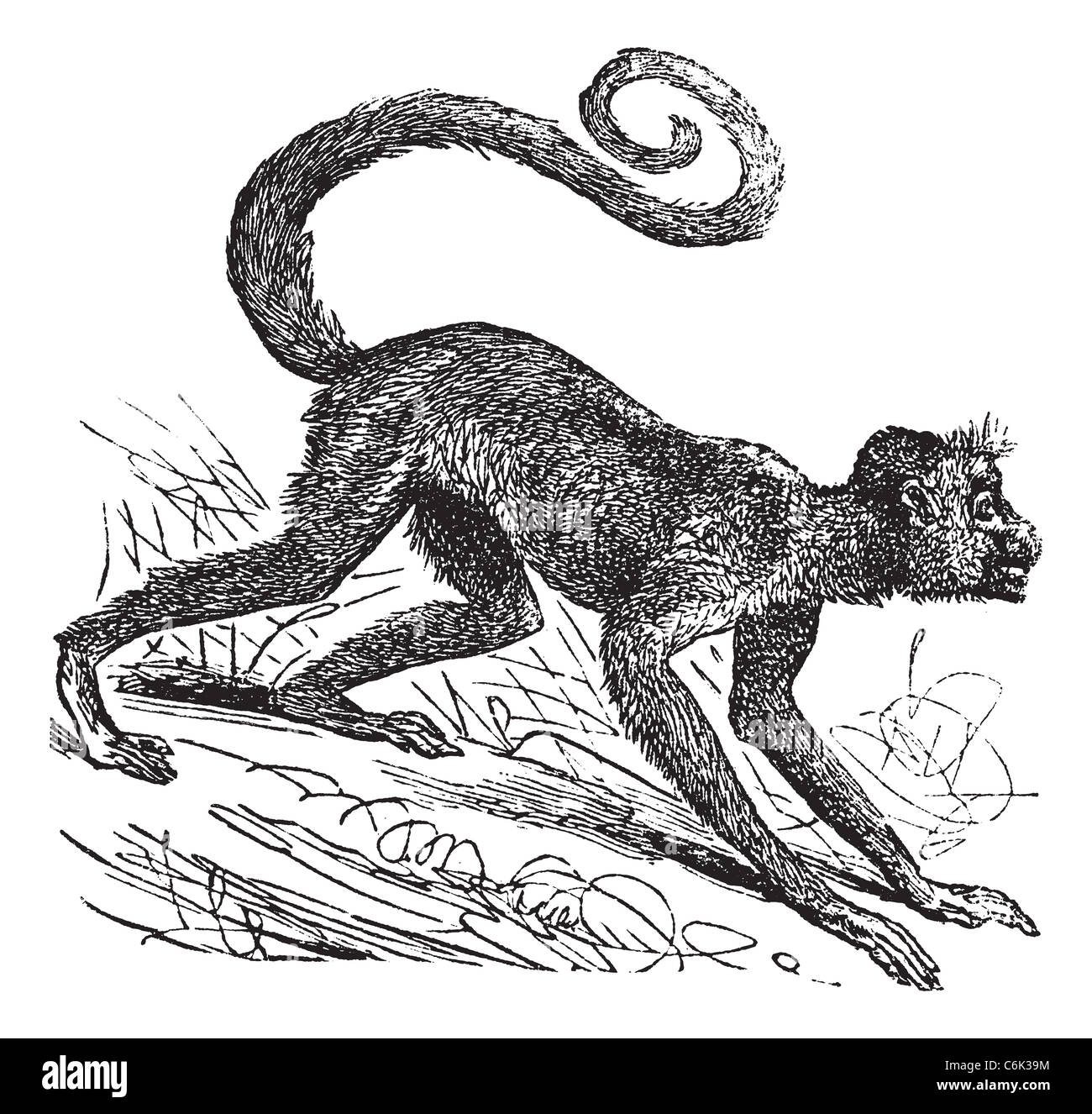 Black faced spider monkey hires stock photography and images Alamy