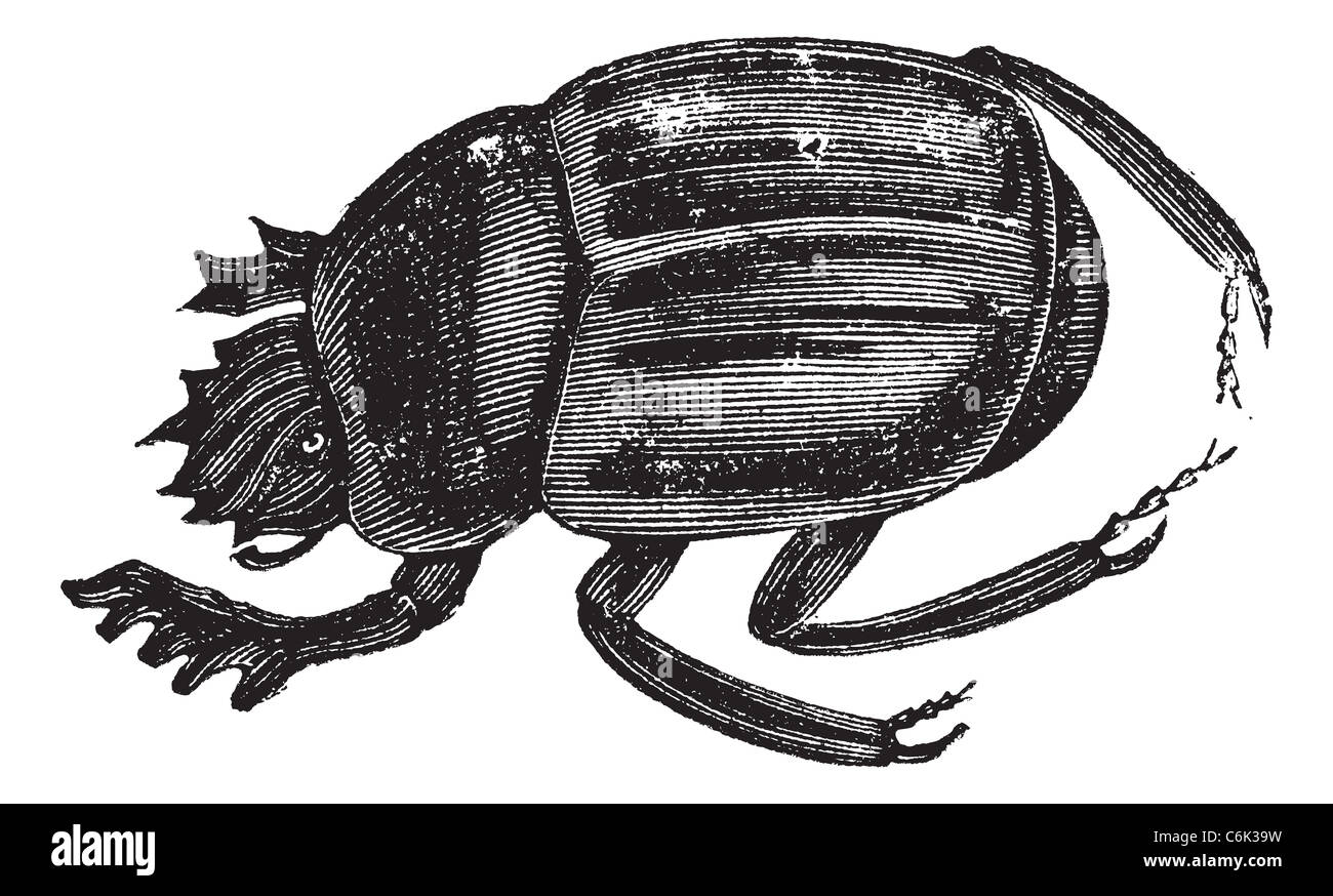 Scarab beetles, Scarabs, infraorder Scarabaeiformia, or Ateuchus . Vintage engraving. Stock Photo