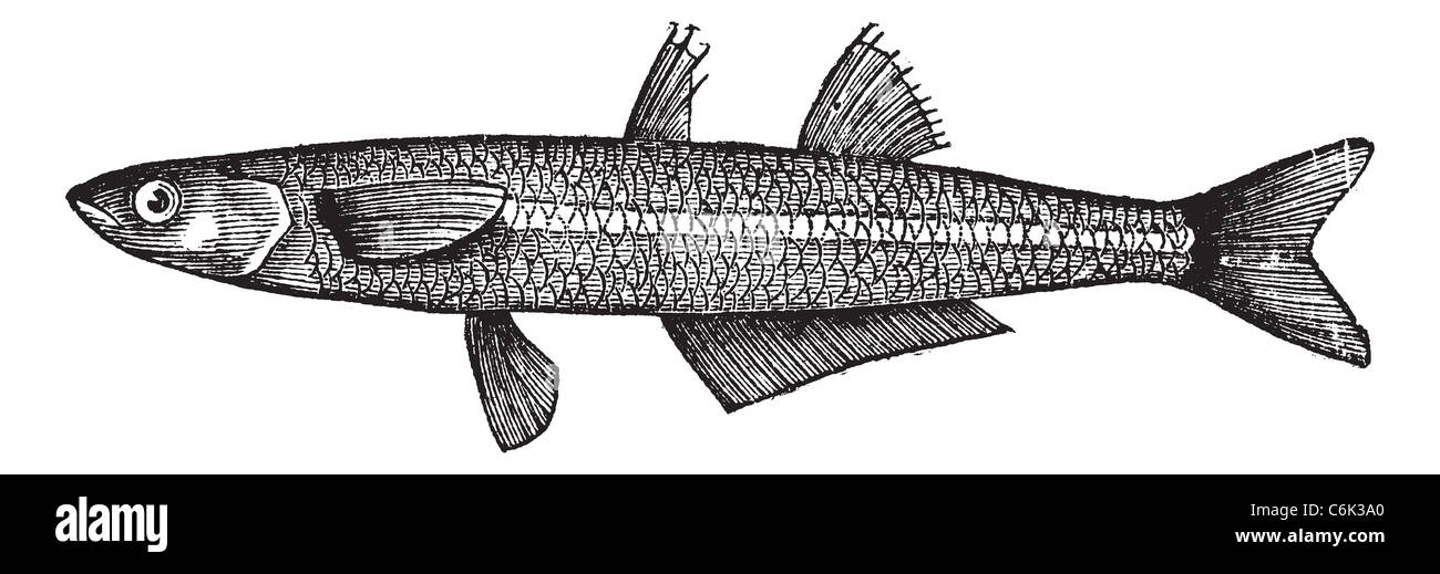 Atherina notata, Dotted Silverside, Atherinidae, Atherina boyeri or Big-scale sand smelt fish.Vintage engraving. Stock Photo