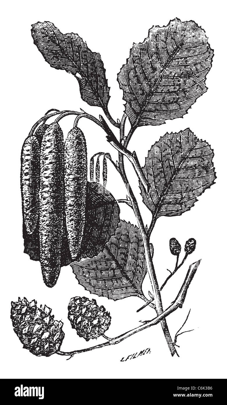 Alder or Alnus sp., vintage engraving. Old engraved illustration of an Alder plant showing the longer male catkins (center). Stock Photo