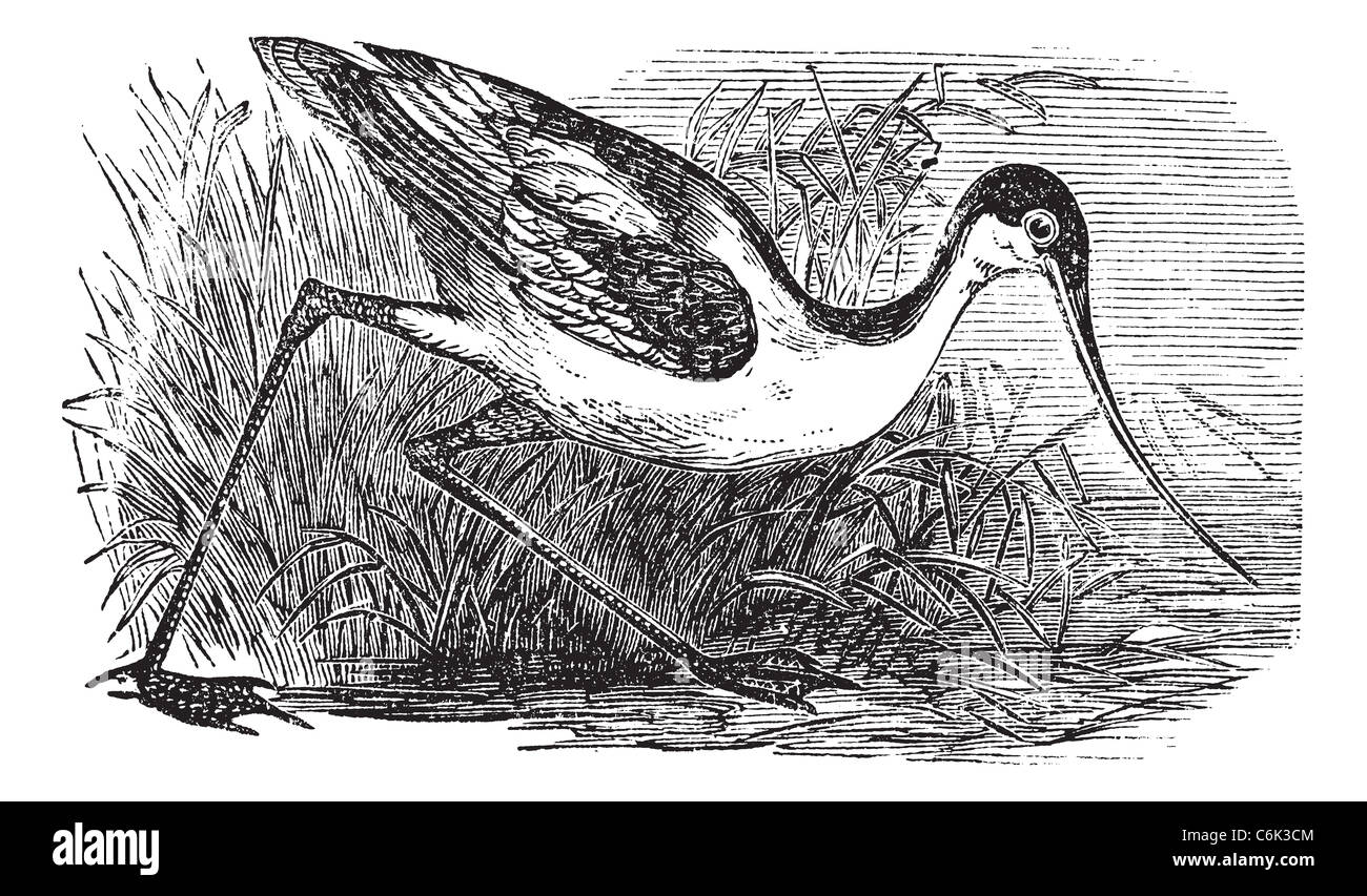 Black-capped Avocet, Eurasian Avocet, Avocet or Recurvirostra bird. Vintage engraved. Stock Photo