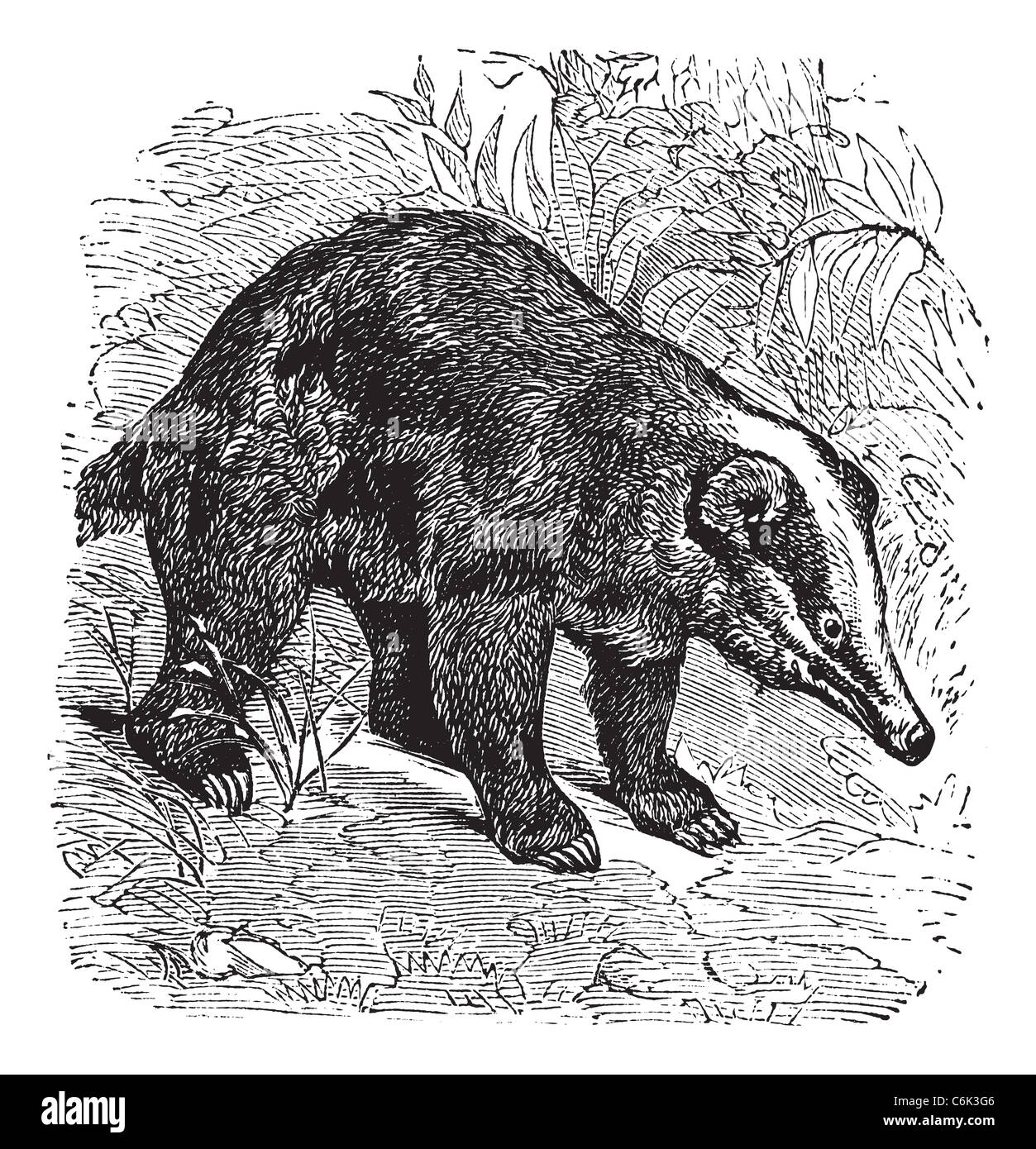 The Hog Badger, Arctonyx. Vintage engraving. Old engraved illustration of a Hog Badger found in Southeast Asian. Stock Photo
