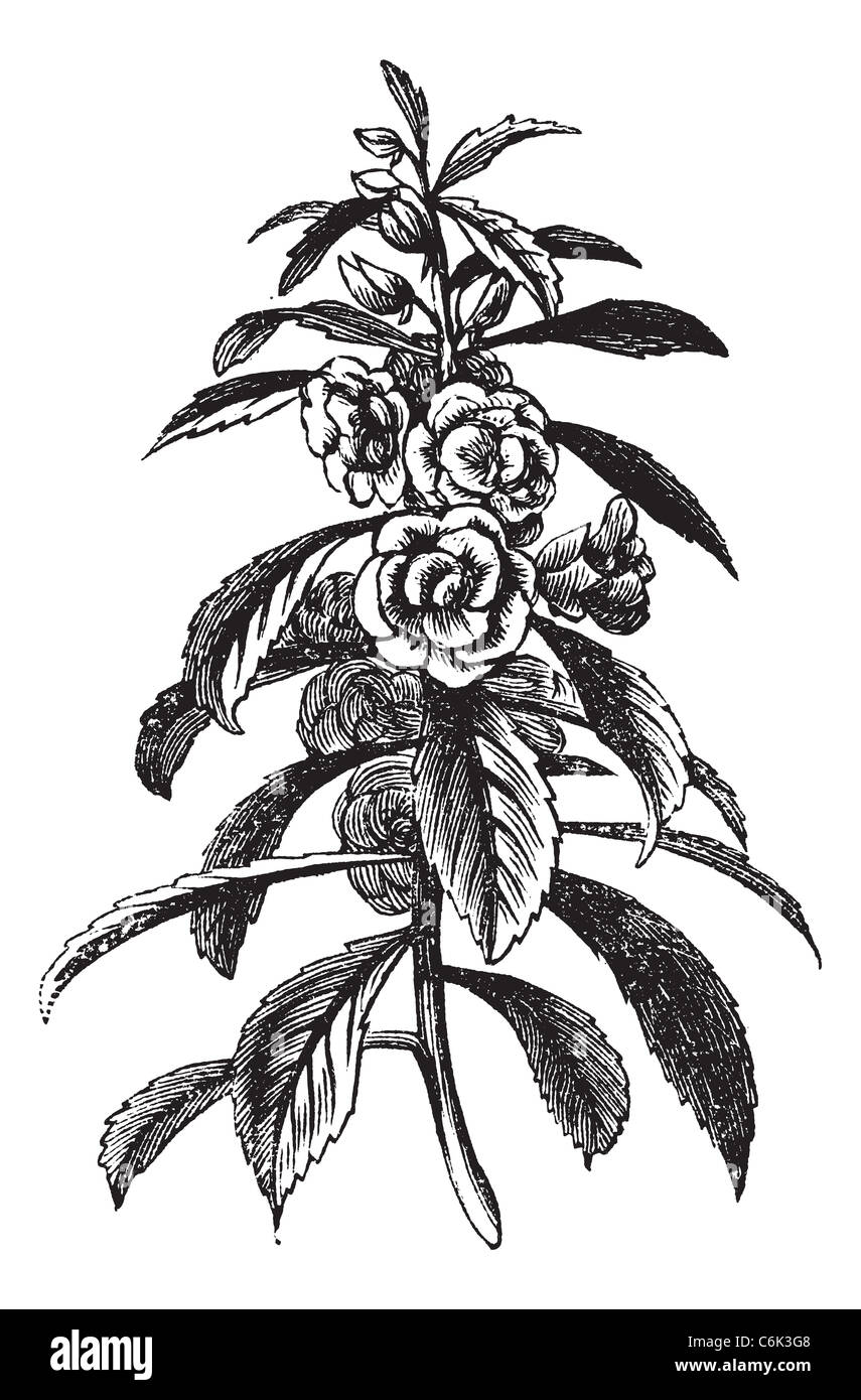 Garden Balsam or Impatiens balsamina, vintage engraving. Old engraved illustration of a Garden Balsam plant showing flowers. Stock Photo