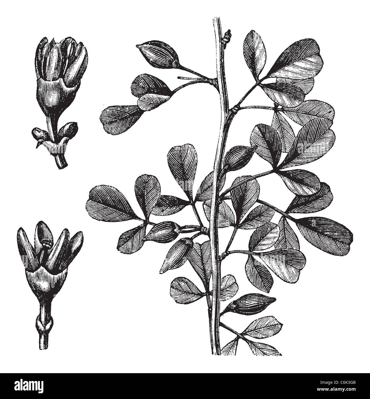 Myrrh or Balsamodendron ehrenbergianum, vintage engraving. Old engraved illustration of a Myrrh plant showing flowers (left). Stock Photo