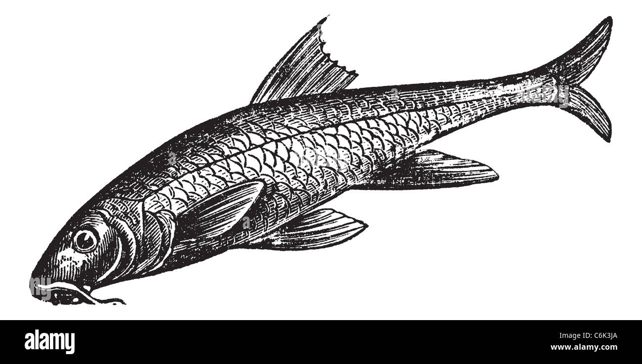 Barbus barbus, Barbel, Barbus, Pigfish or Common Barbel. Vintage engraving. Old engraved illustration of a Common Barbel. Stock Photo