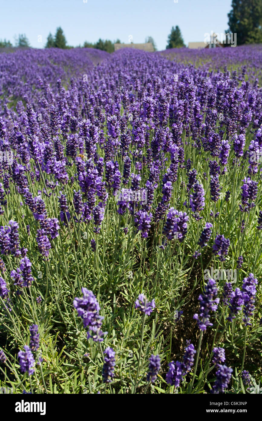 Pinkish Melissa and Royal Velvet lavender blooms at the Purple Haze