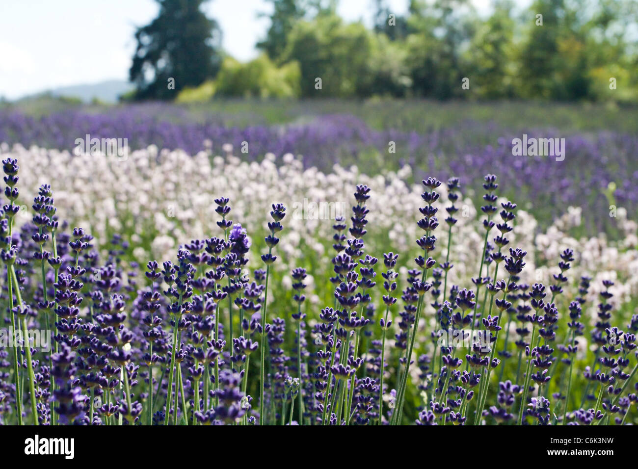 Pinkish Melissa and Royal Velvet lavender blooms at the Purple Haze