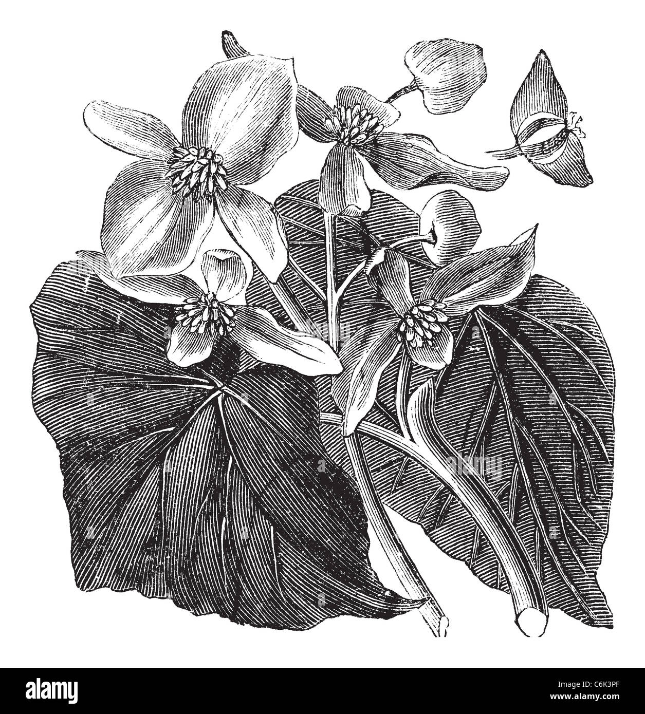 Begonia also known as Begoniaceae flower, vintage engraved illustration of Begonia flower. Stock Photo