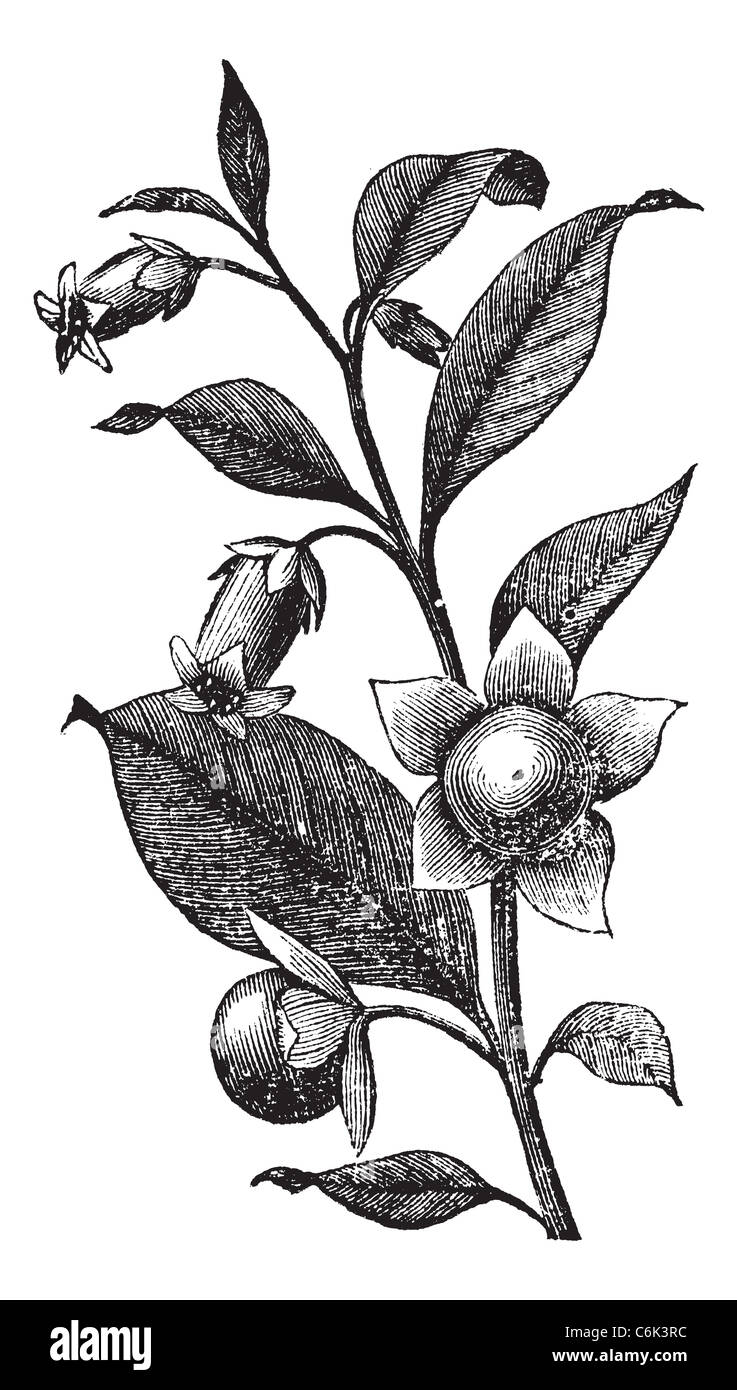 Deadly Nightshade or Atropa belladonna, vintage engraving. Old engraved illustration of Belladona plant showing flowers. Stock Photo