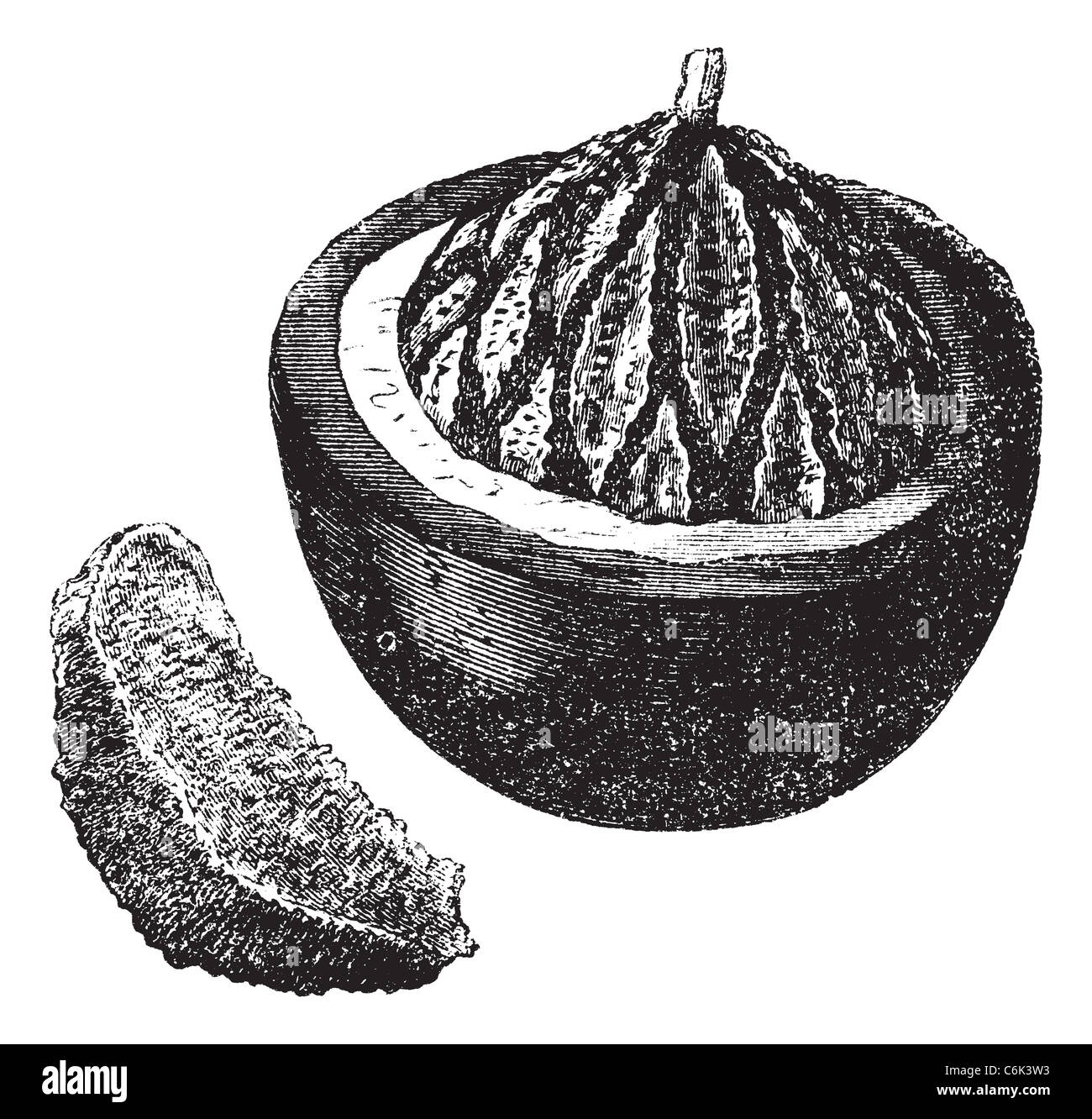 Brazil nut also known as Bertholletia excelsa, fruit, vintage engraved