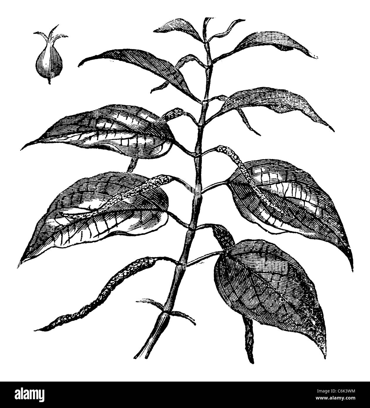 Betel also known as Piper betle, leaves, vintage engraved illustration of Betel leaves. Stock Photo