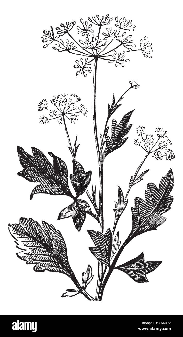 Anise or Anis or Aniseed or Pimpinella anisum vintage engraving. Old engraved illustration of Anise seed Stock Photo