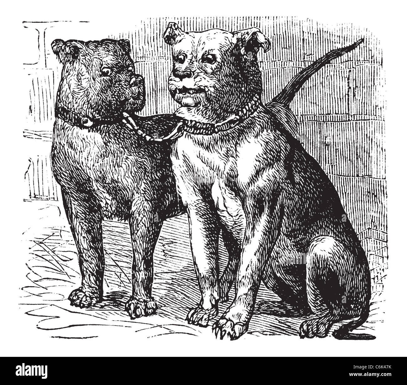 Bulldog or English Bulldog or Canis lupus familiaris, vintage engraving. Old engraved illustration of Bulldog. Stock Photo