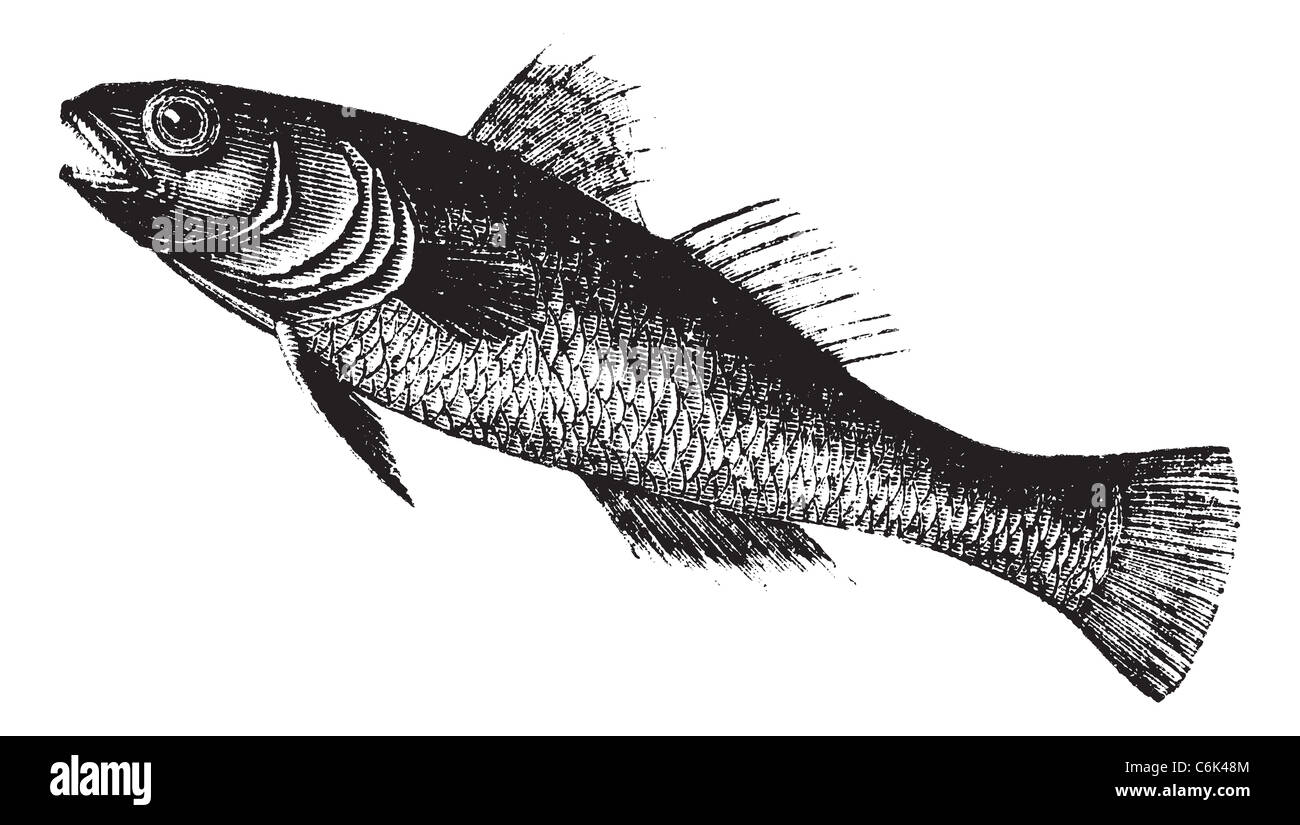 Black Goby also known as Gobius niger, vintage engraved illustration of Black Goby, fish. Stock Photo