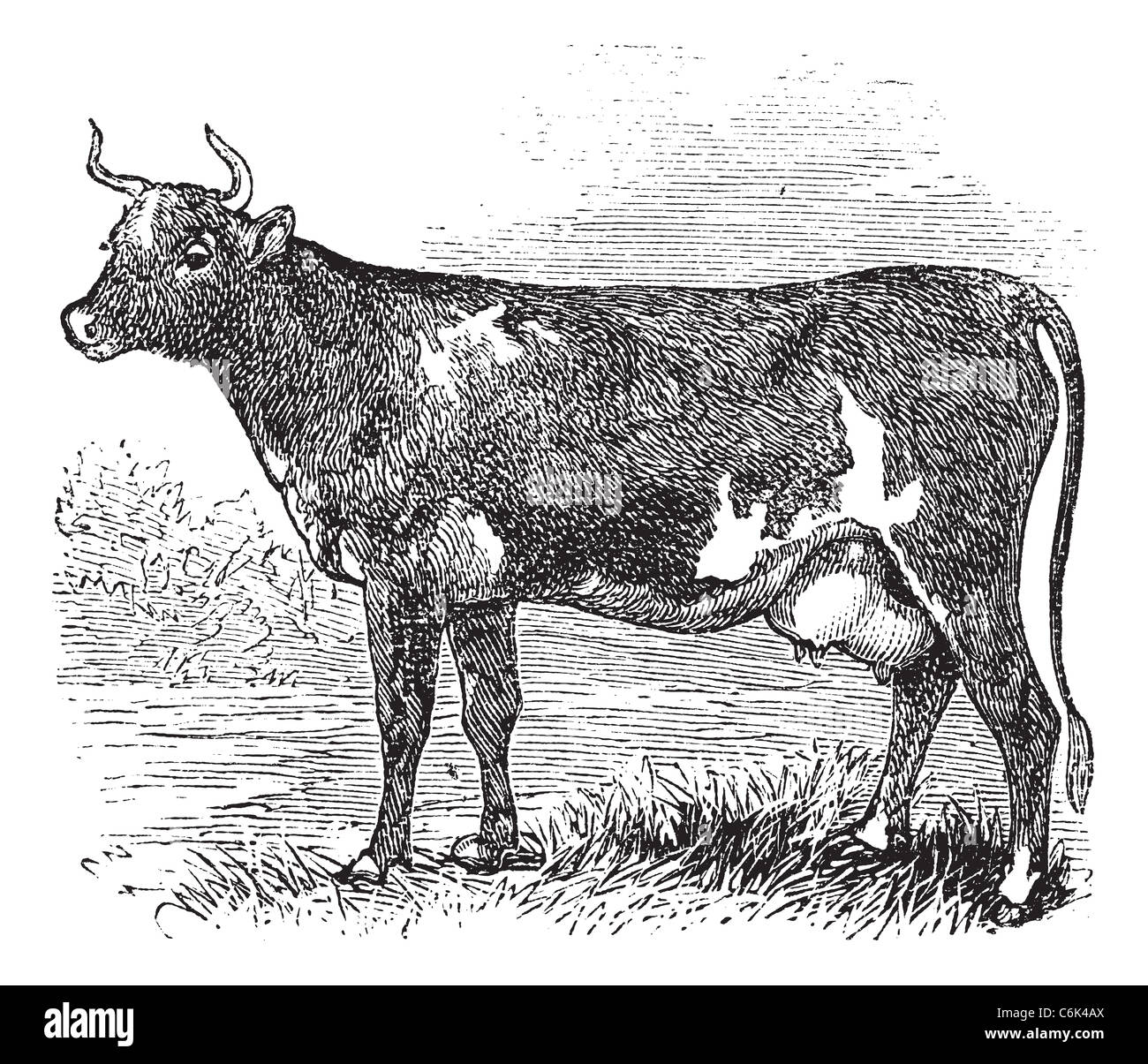 Ayrshire also known as Cunningham, vintage engraved illustration of Ayrshire, cattle. Stock Photo
