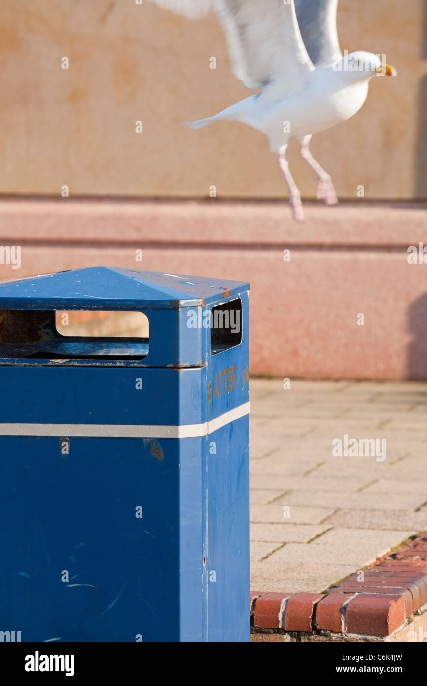A Herring gull takes off from a rubbish bin in Rhyl, North Wales. Stock Photo