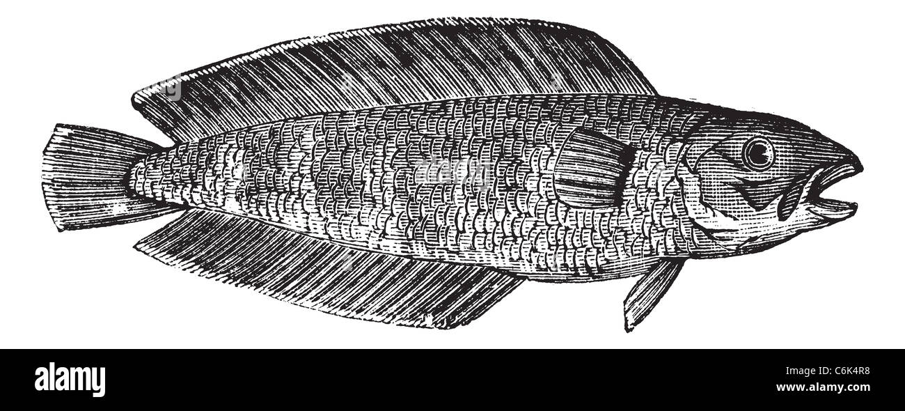 Cusk also known as Brosme brosme, marine, fish, vintage engraved illustration of Cusk, marine fish. Stock Photo