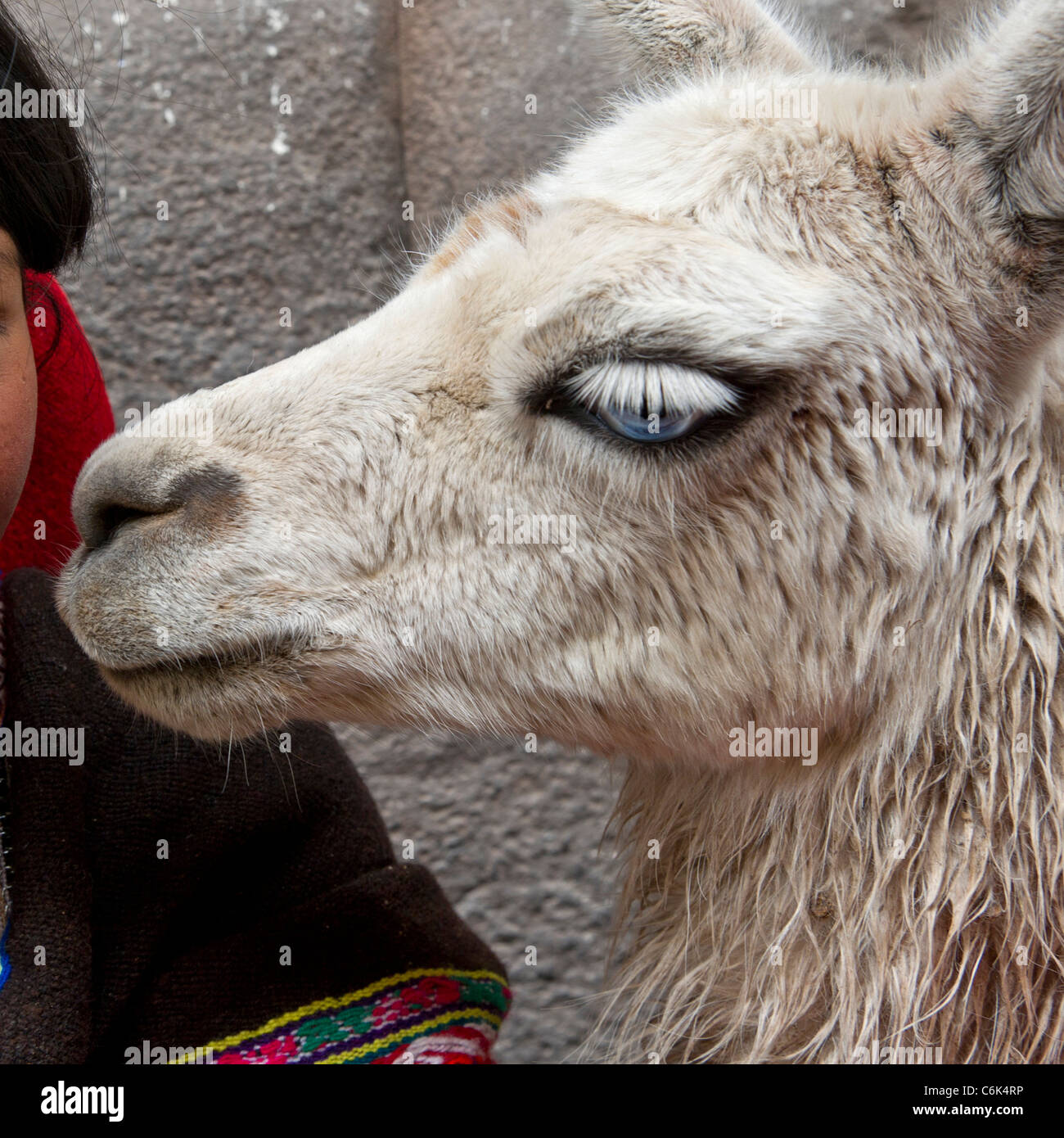 Llama alone hi-res stock photography and images - Alamy