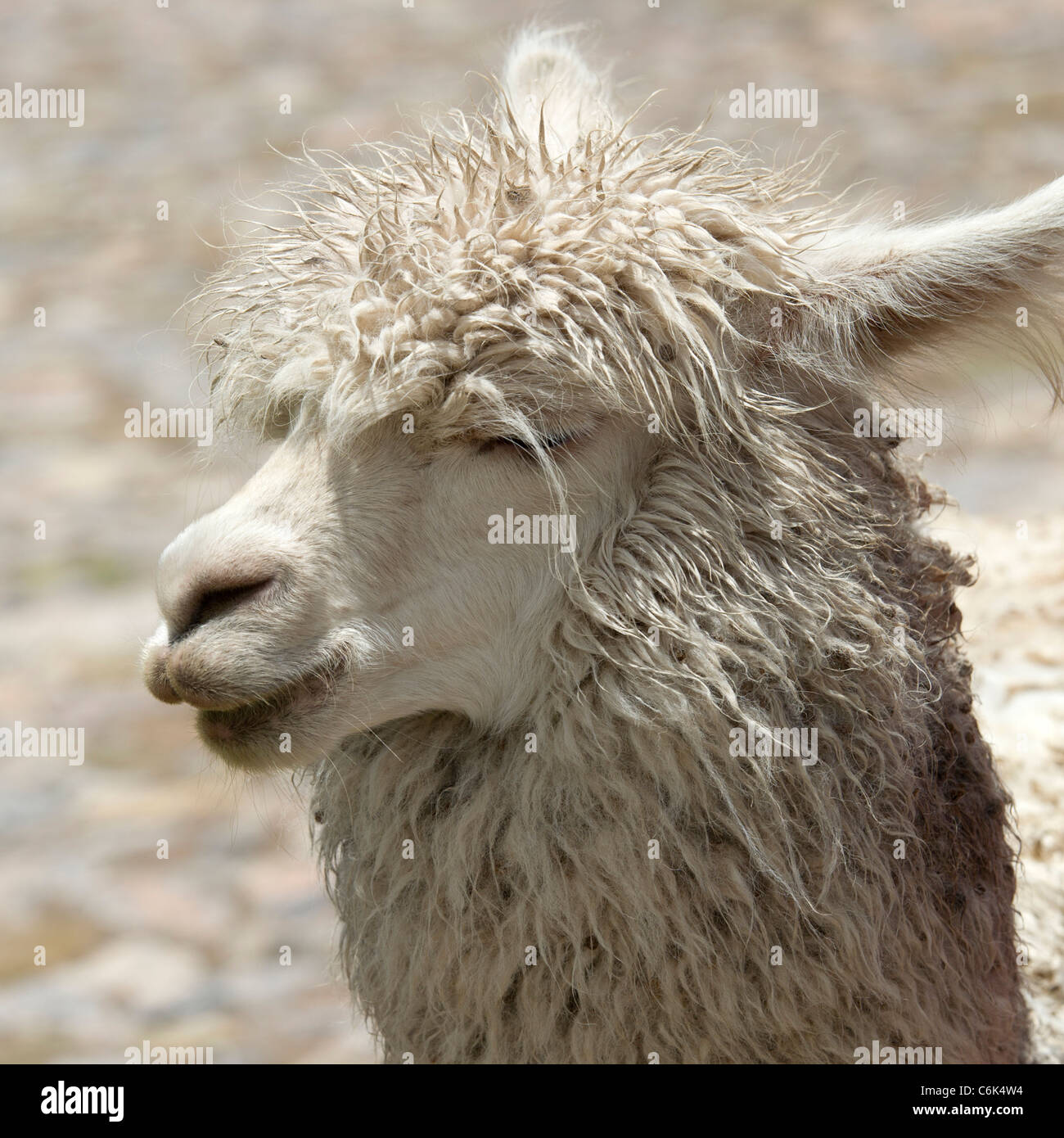 Llama sacsayhuaman peru hi-res stock photography and images - Alamy