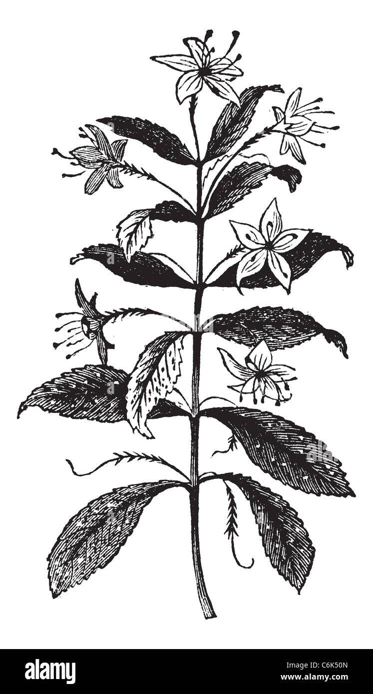 Agathosma crenulata , vintage engraved illustration of Agathosma crenulata, plant, leaves, isolated against a white background. Stock Photo