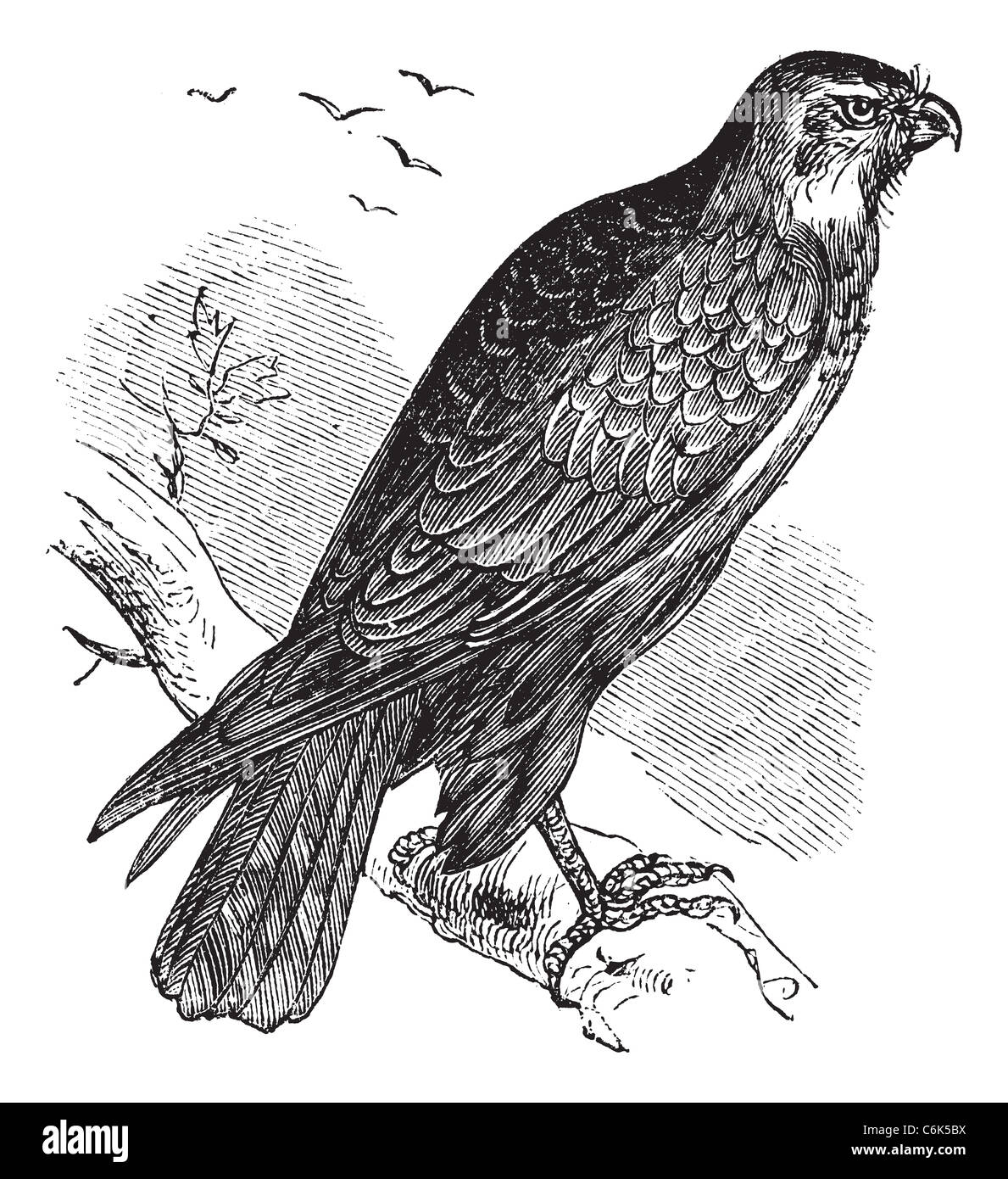 Buteo buteo known as Common Buzzard, raptor, vintage engraved illustration of Buteo buteo, raptor. Stock Photo