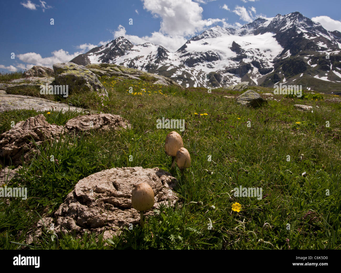 Panaeolus semiovatus, the egghead mottlegill on cow dung at high altitude, Bernina Pass, Swiss Alps. Stock Photo