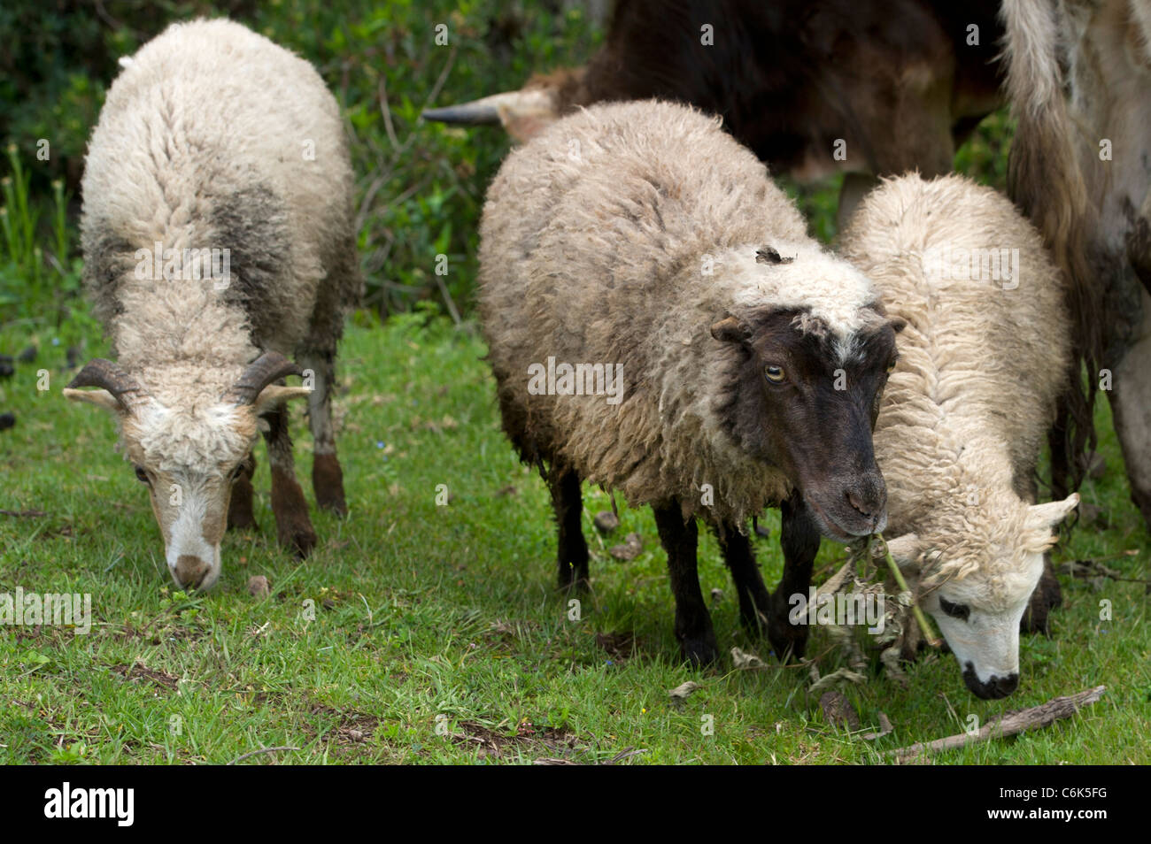 Herd of sheep grazing in the field, Sacred Valley, Cusco Region, Peru ...