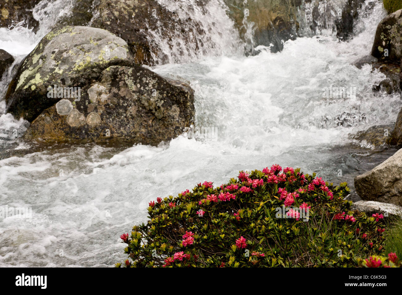Alpenrose, Rhododendron ferrugineum in flower by an alpine stream, Engadin valley, Switzerland Stock Photo