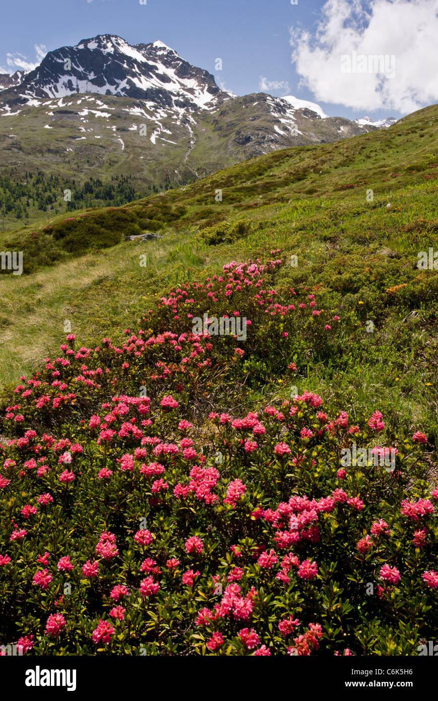 Alpenrose, Rhododendron ferrugineum in flower on mountain slope, Engadin valley, Switzerland Stock Photo