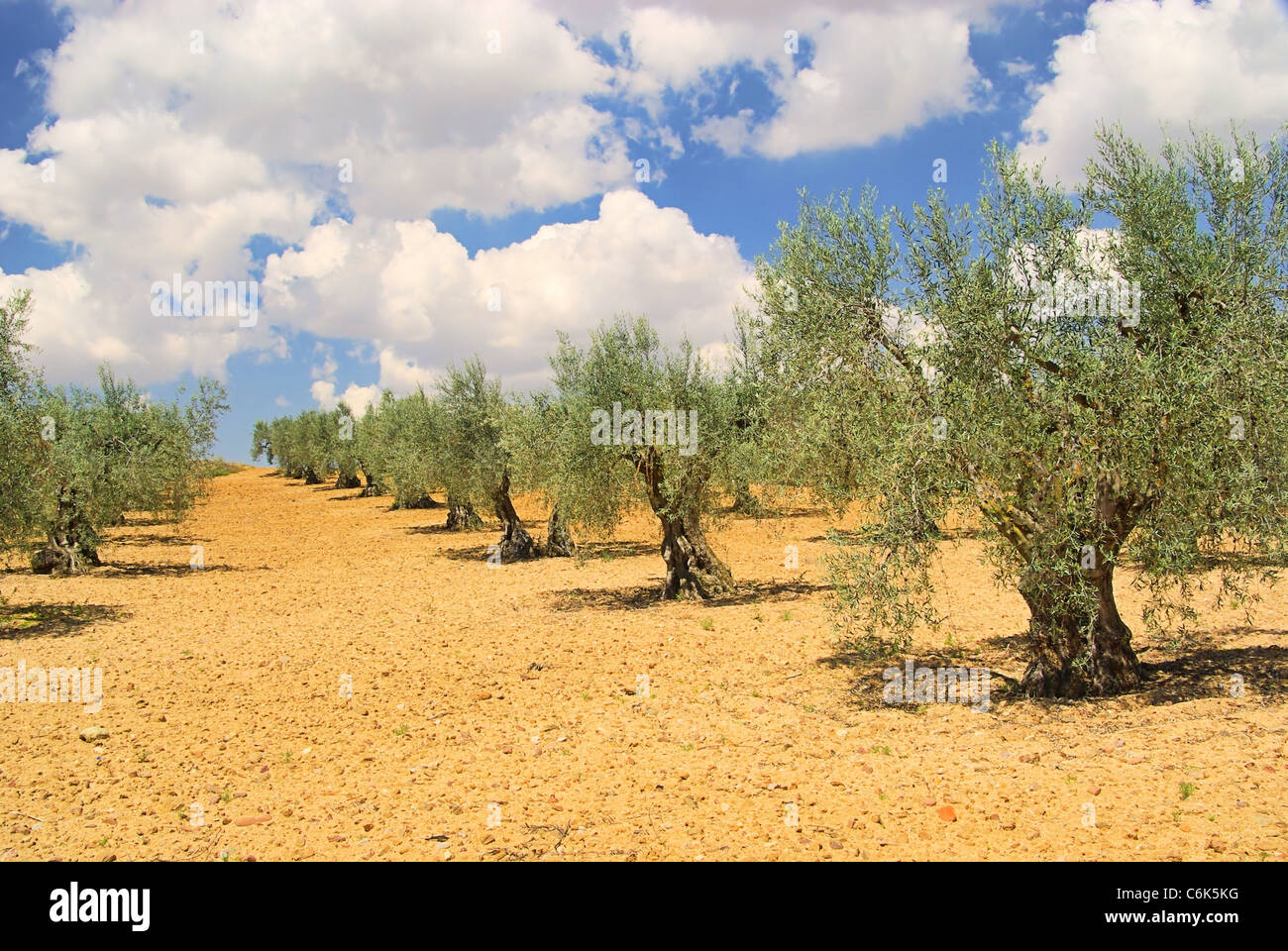 Olivenhain - olive grove 25 Stock Photo