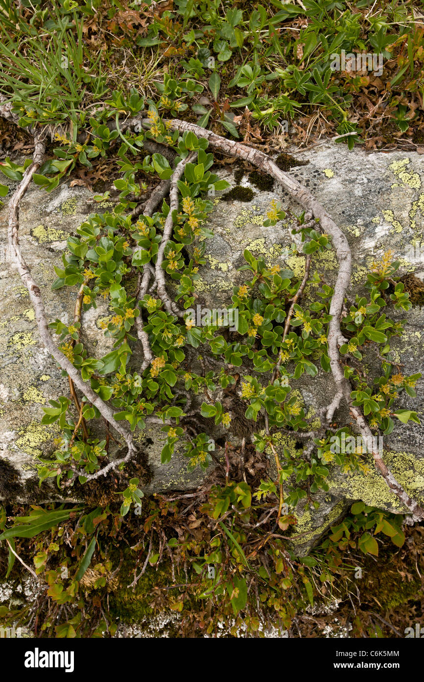 Retuse-leaved willow, Salix retusa - ancient dwarf alpine willow plant, in flower. Stock Photo