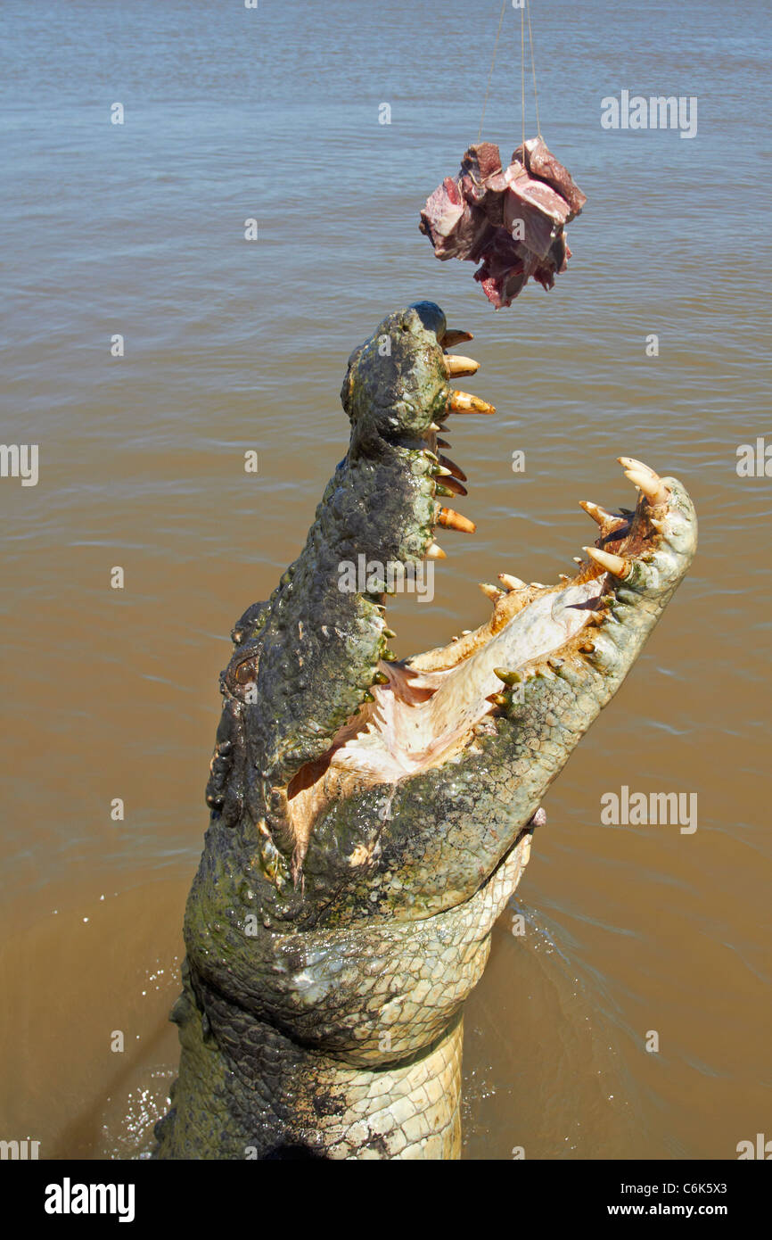 Crocodile jumping for a pork chop on the Adelaide River Jumping Crocodile  Cruise in Darwin, Northern Territory Stock Photo - Alamy