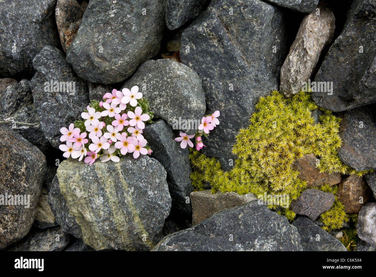 Alpine Rock-Jasmine, Androsace alpina - cushion alpine at high altitude in Swiss Alps. Stock Photo