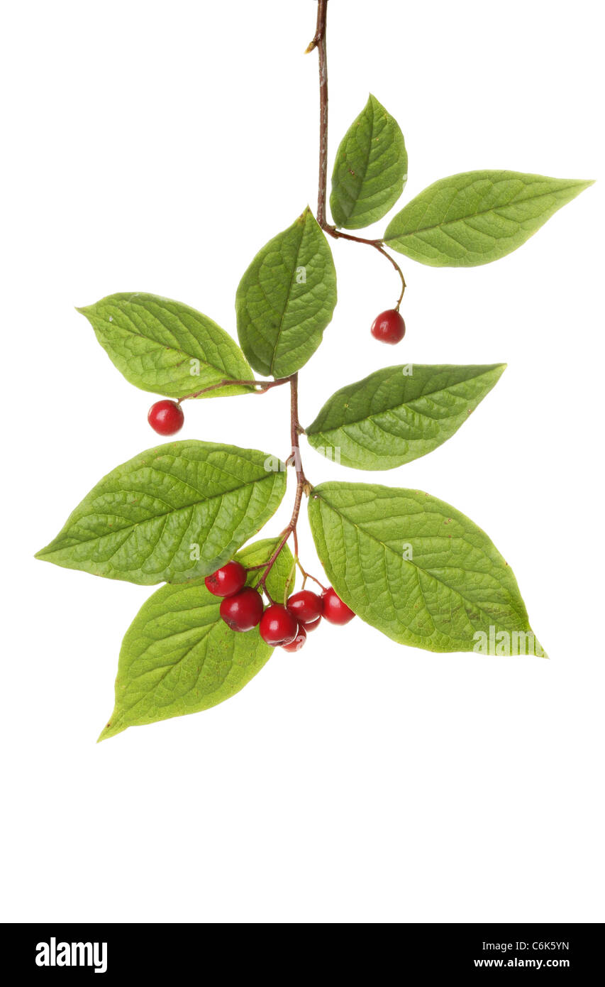 Green leaves and ripe red berries isolated against white Stock Photo
